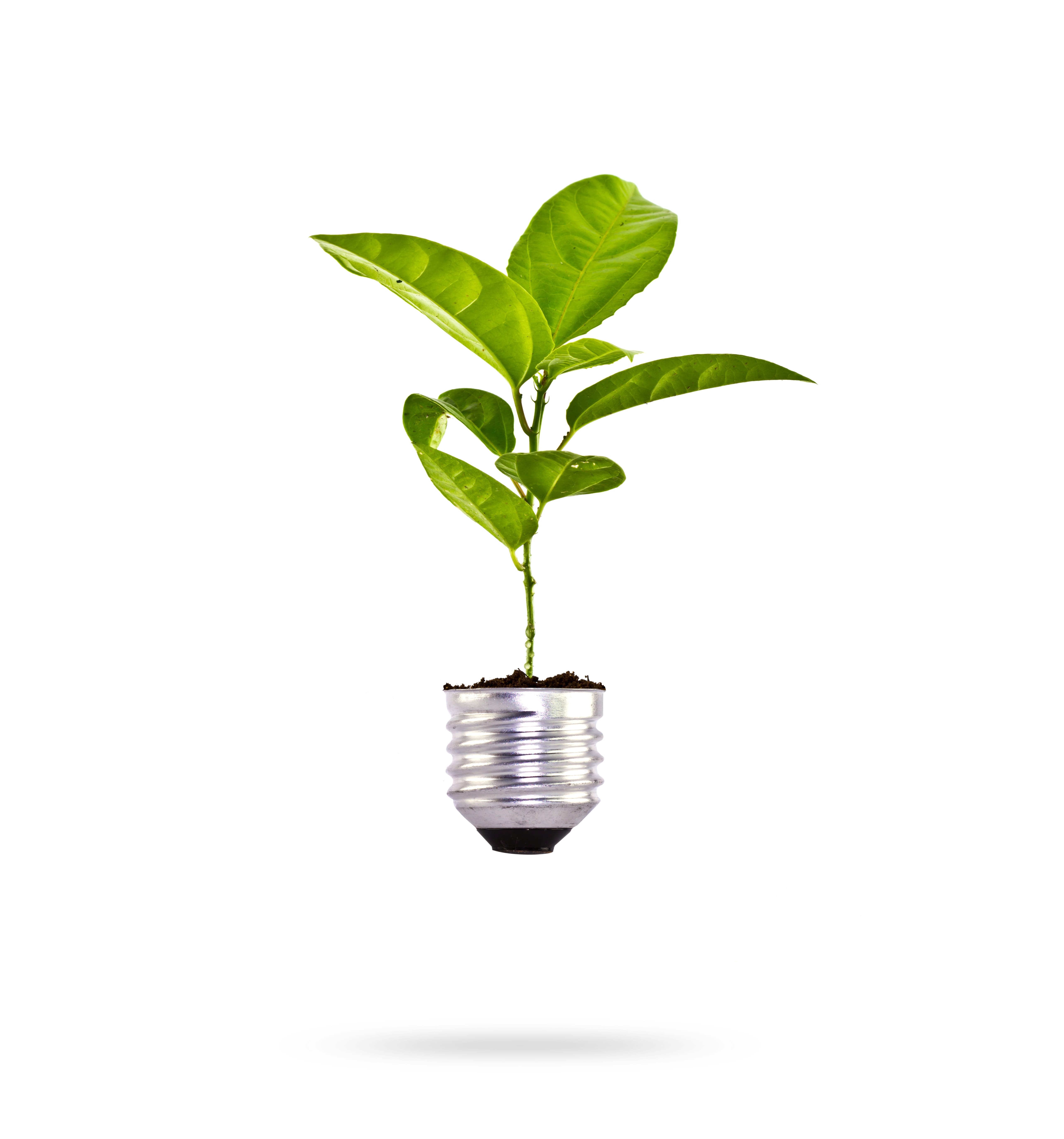 planta-que-cresce-em-um-bulbo (1)